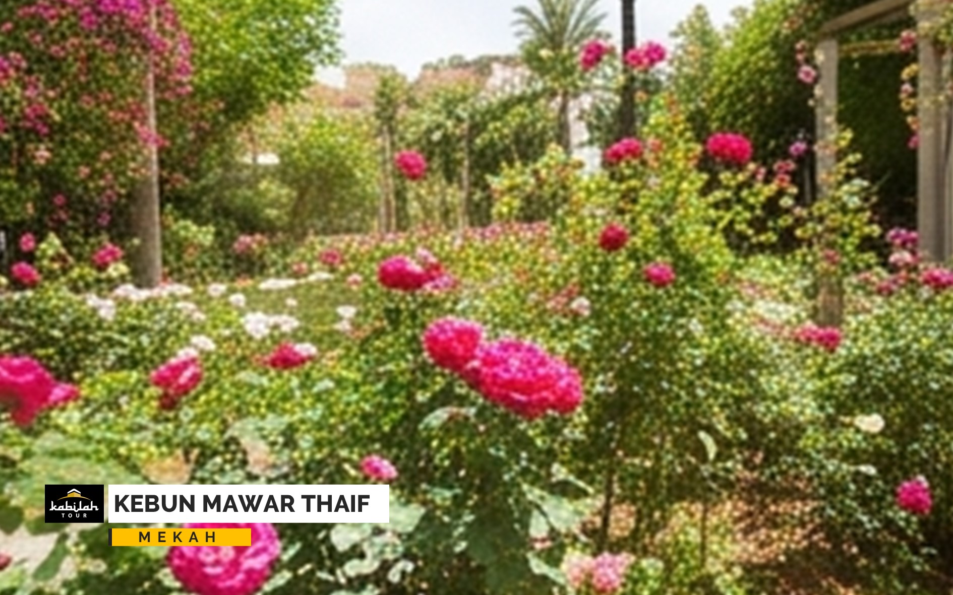 Kebun Mawar Thaif